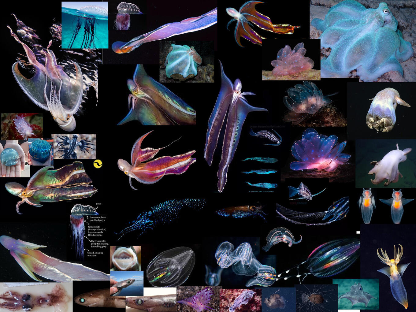 Animal References/Inspiration