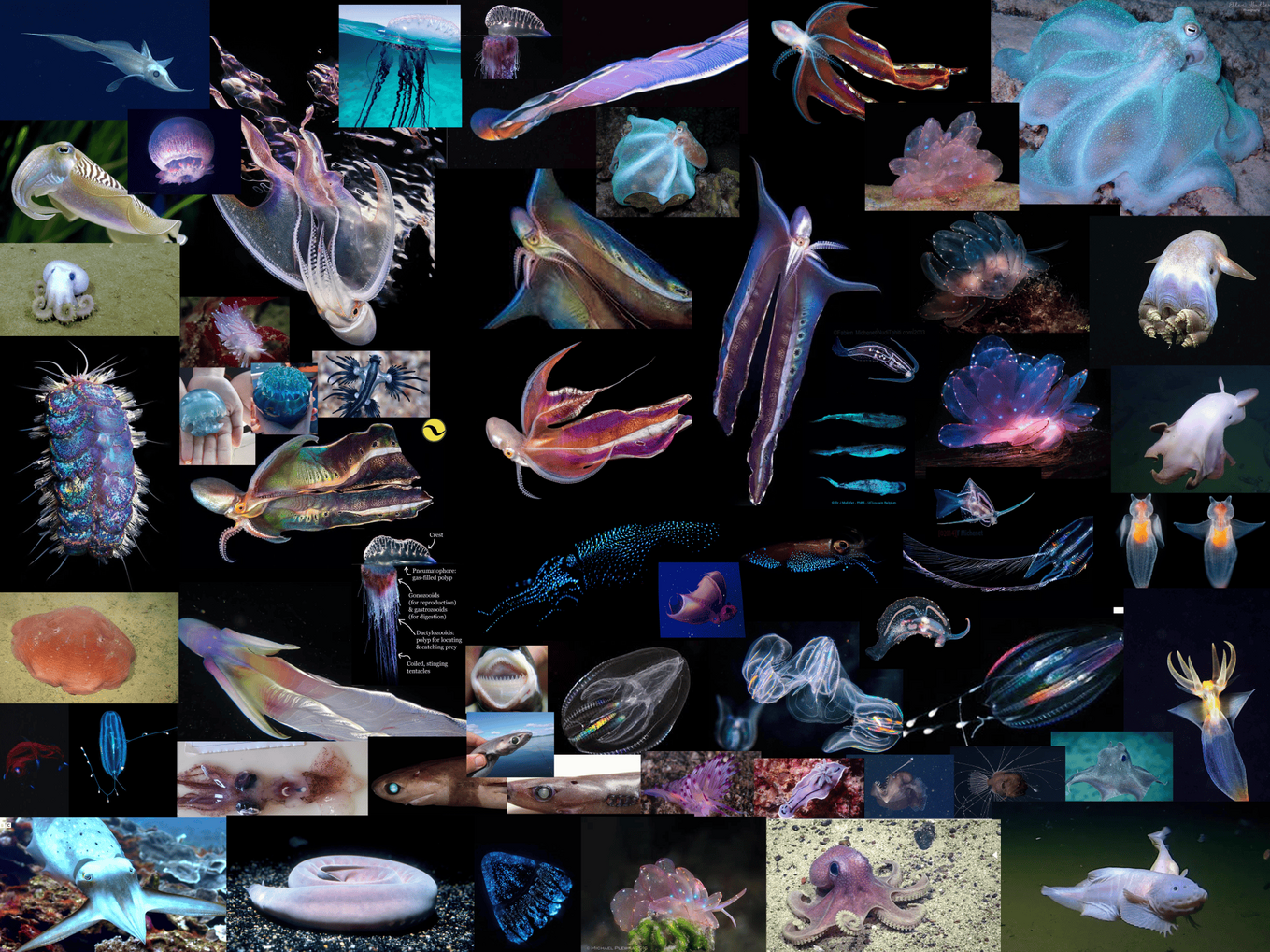 Some of dizzy's animal references.